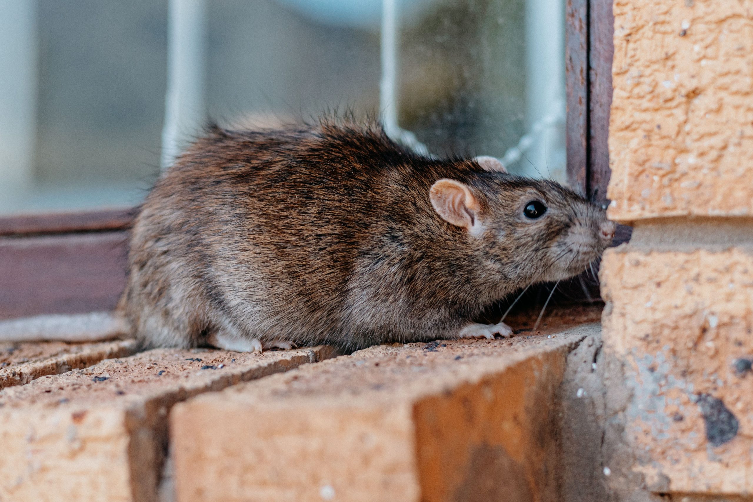 rodent removal price