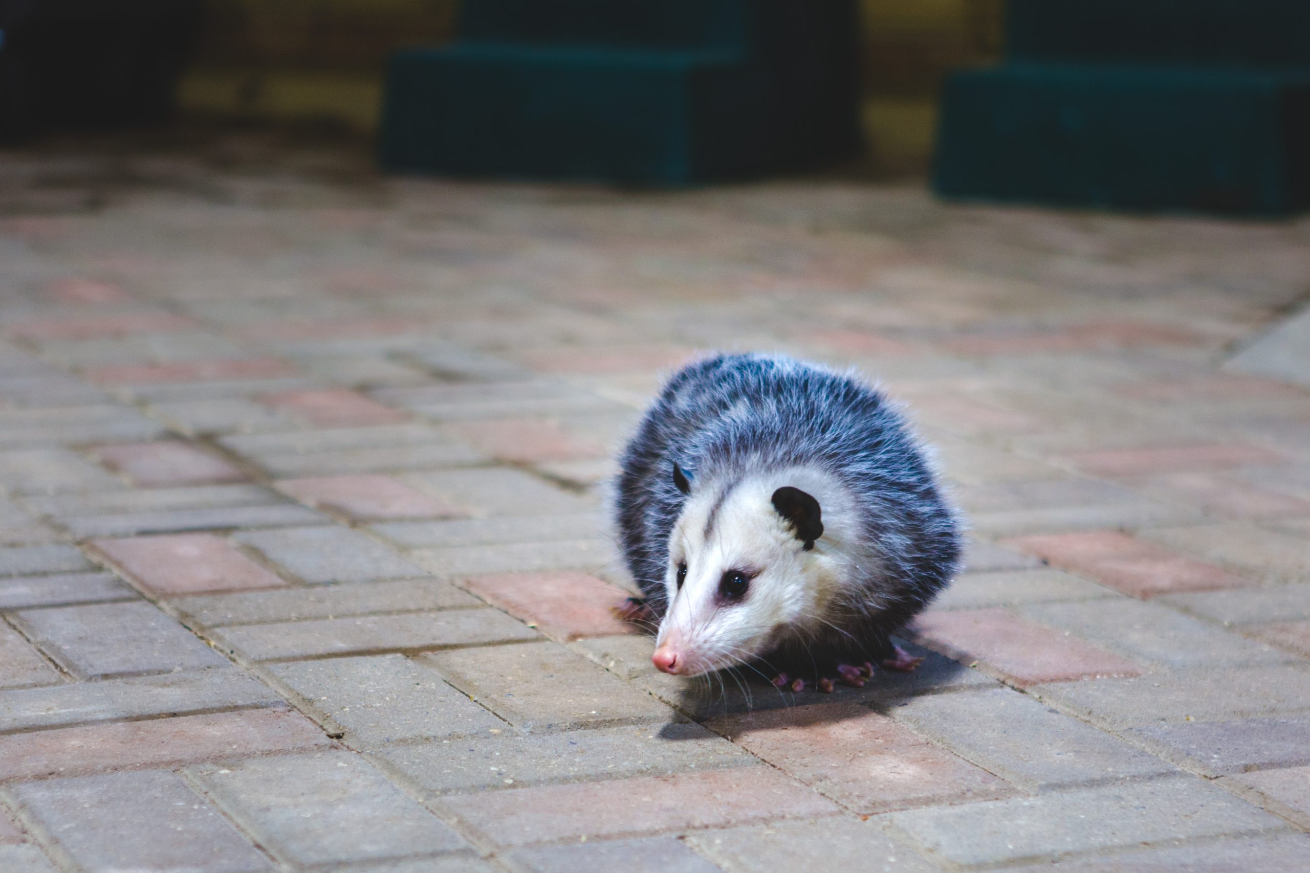 Opossum Removal Costs