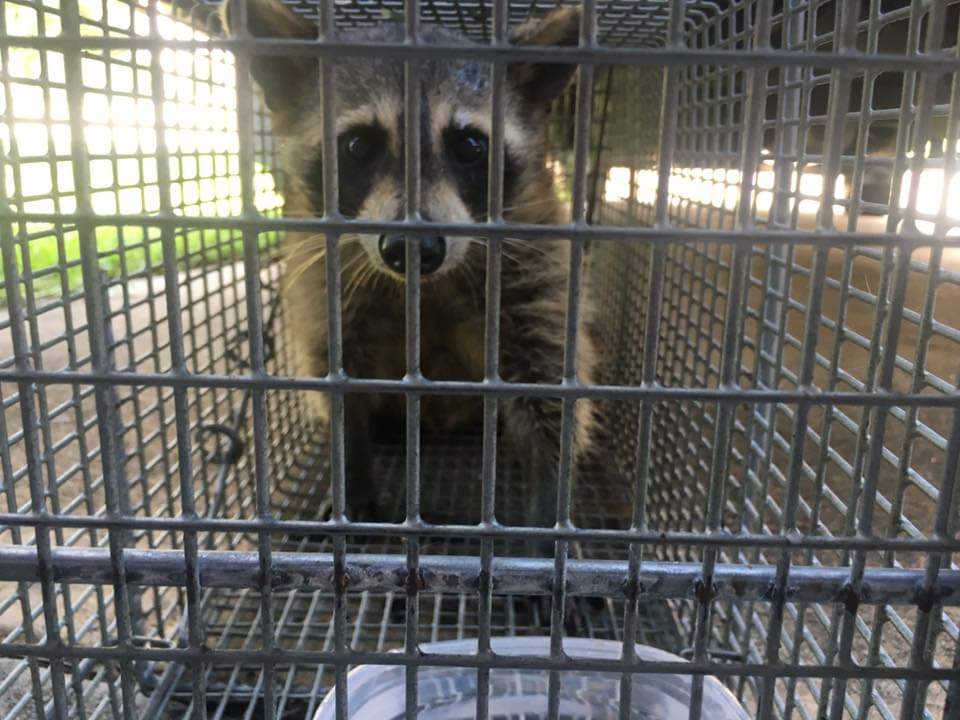 Raccoon Removal Costs